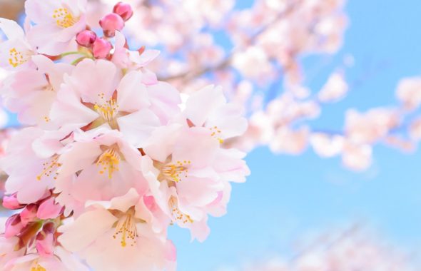 ピンクの花びらの桜のイメージ画像
