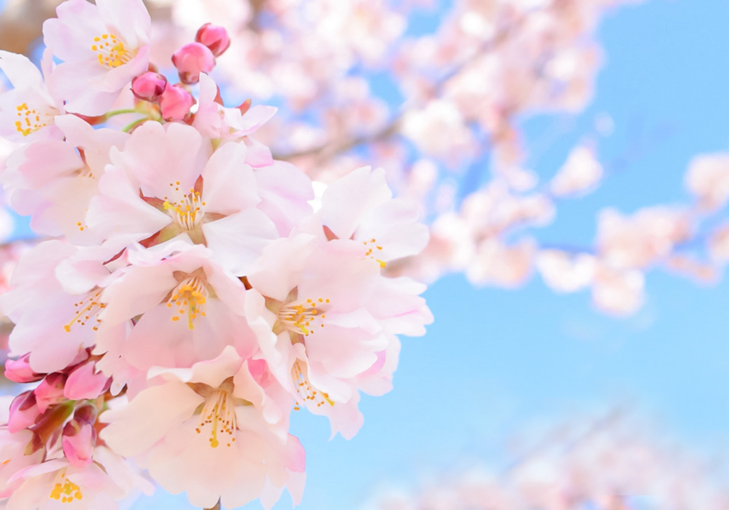 ピンクの花びらの桜のイメージ画像