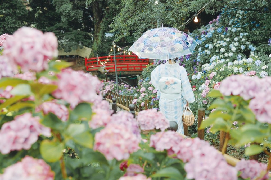 紫陽花のある道を歩く着物を着た女性の画像