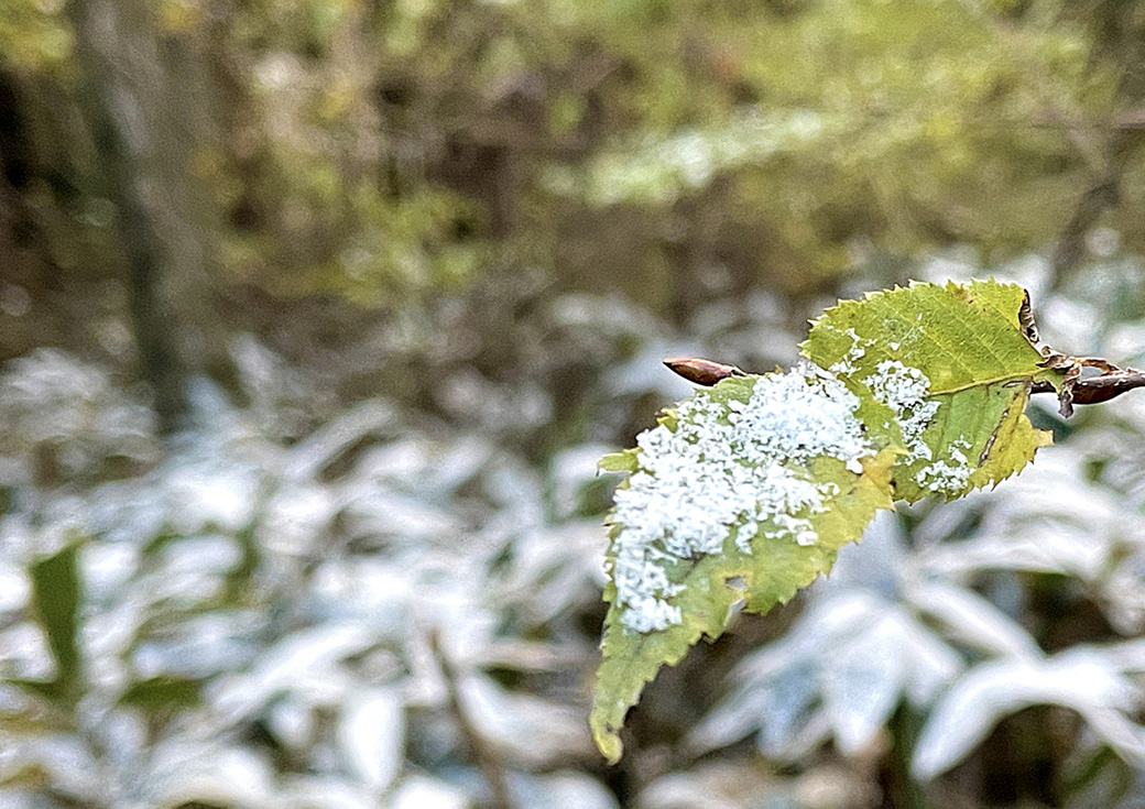 冬芽のある葉に積もった初雪の写真