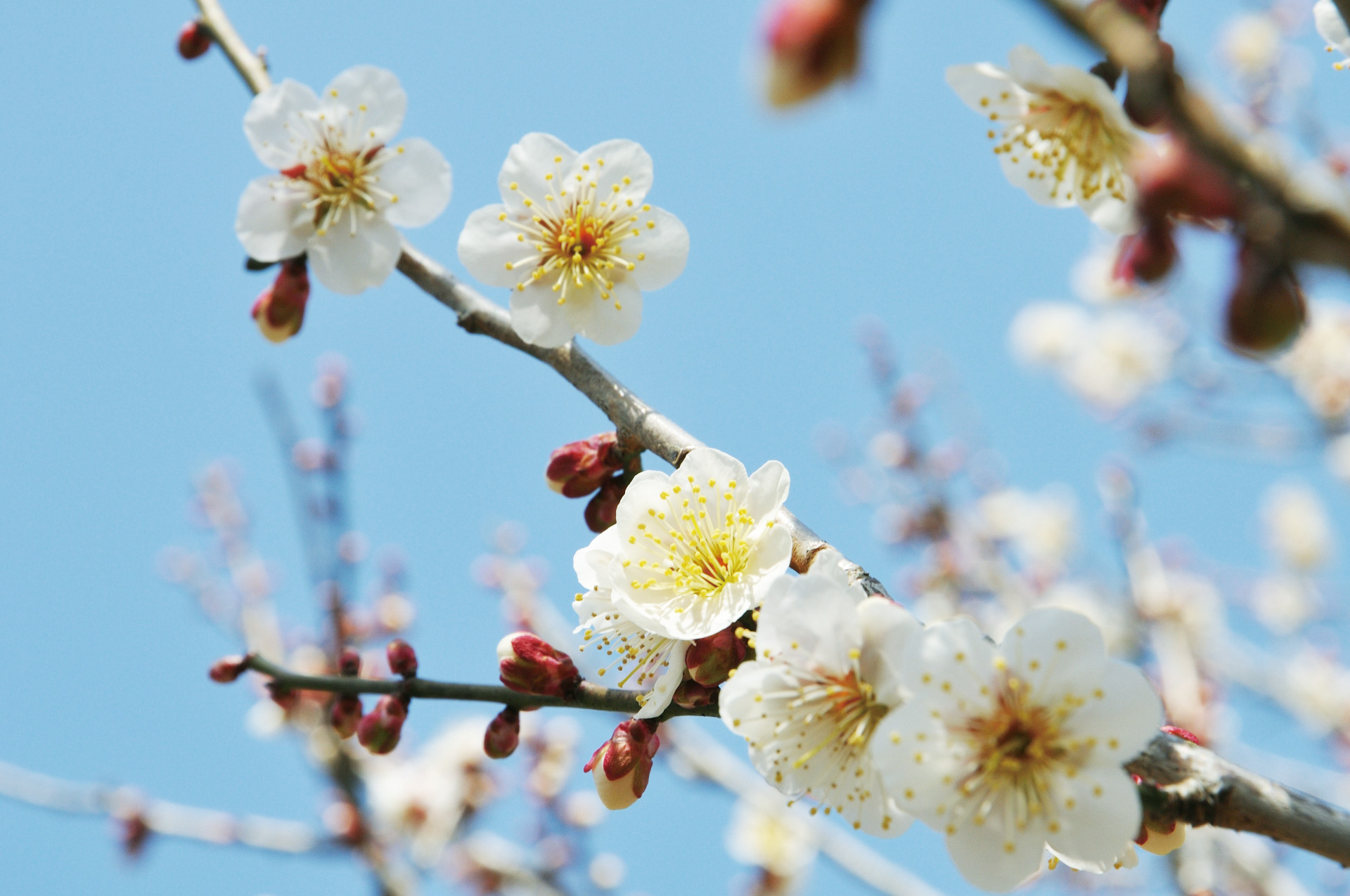 春を知らせる梅の花のイメージ画像、青い空をバックに白梅が咲いている。