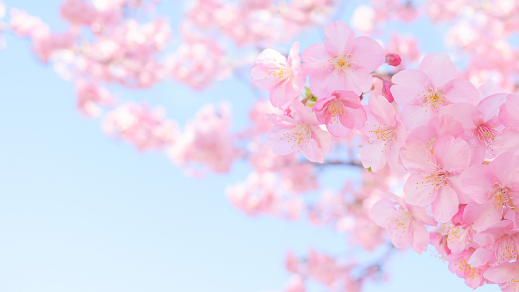 綺麗なピンク色の河津桜イメージ画像