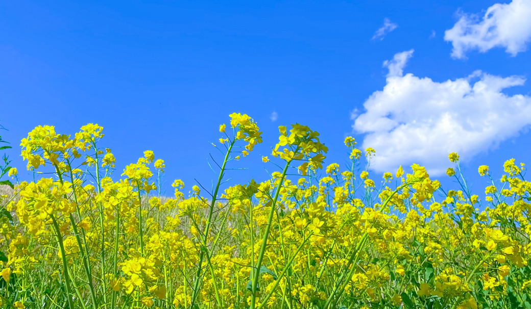 青い空をバックにたくさんの菜の花が咲いてる風景画像