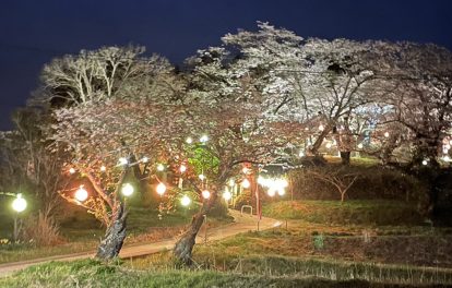 ライトアップされた夜の桜まつりの画像