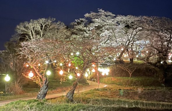 ライトアップされた夜の桜まつりの画像