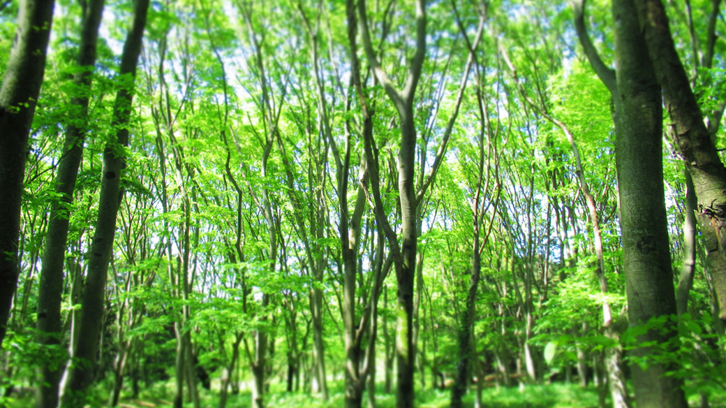 森の中の緑の風景の画像