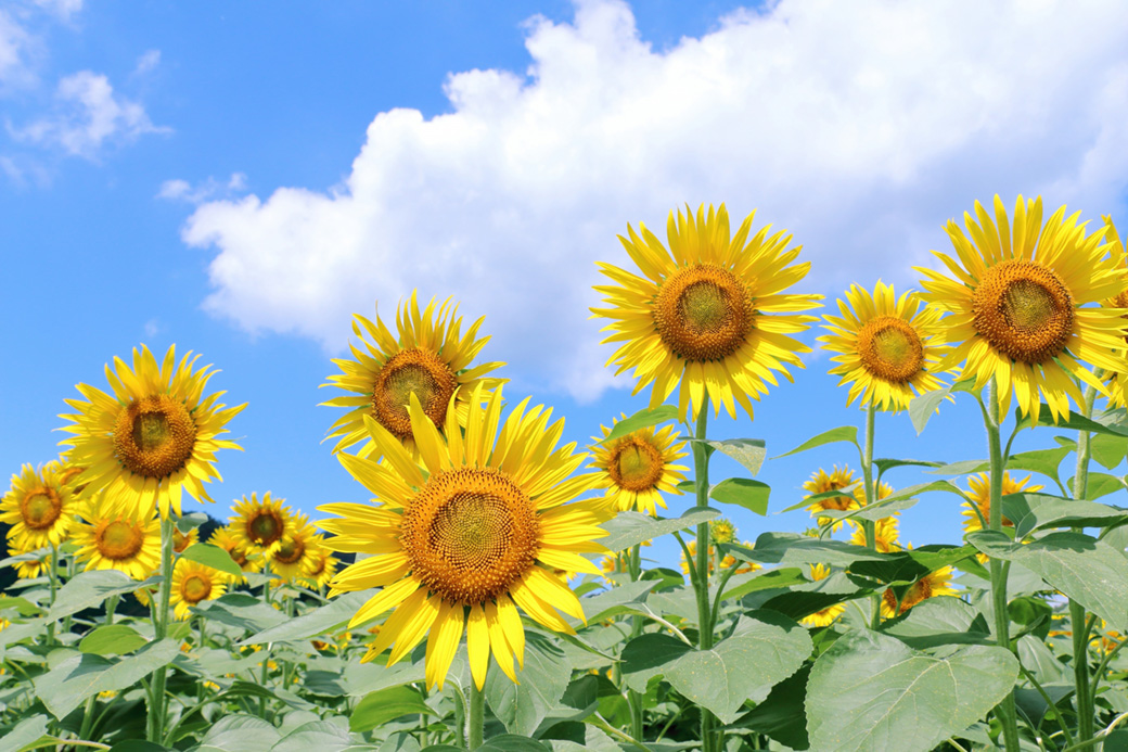 夏イメージのひまわりの画像