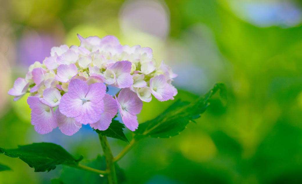 ピンク色の紫陽花の画像