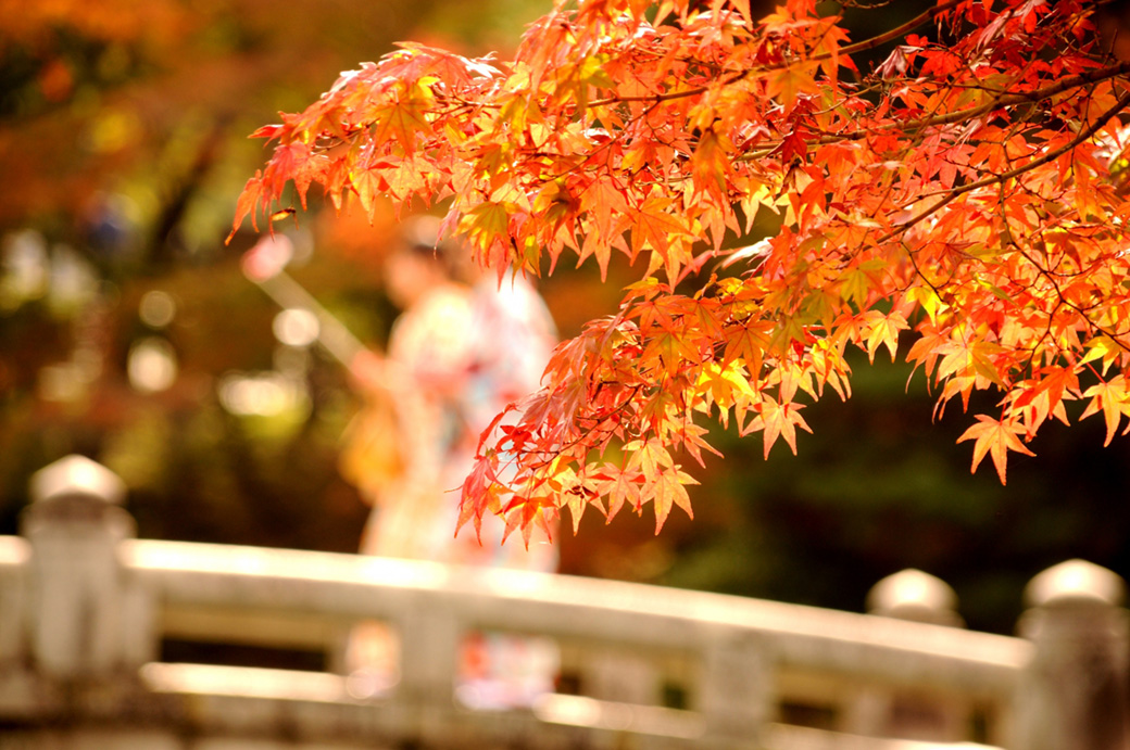 オレンジ色に色付いた紅葉の画像