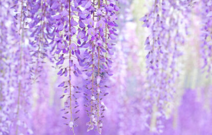 藤の花の画像