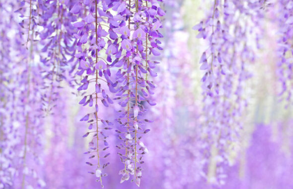 藤の花の画像