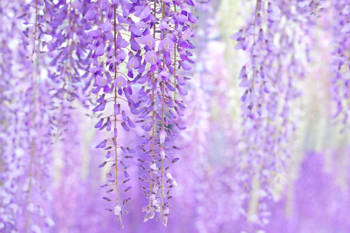 藤の花の画像