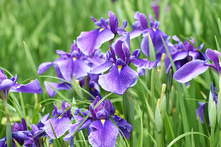 花菖蒲の画像